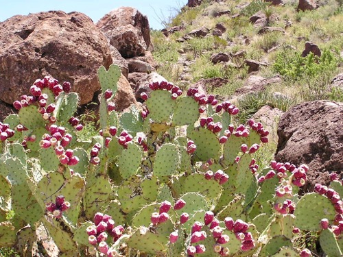Cactus